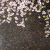 桜に染まる日 6
