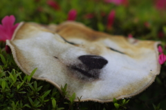 植え込み上の忘れ物タオル