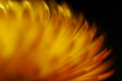 Prominence