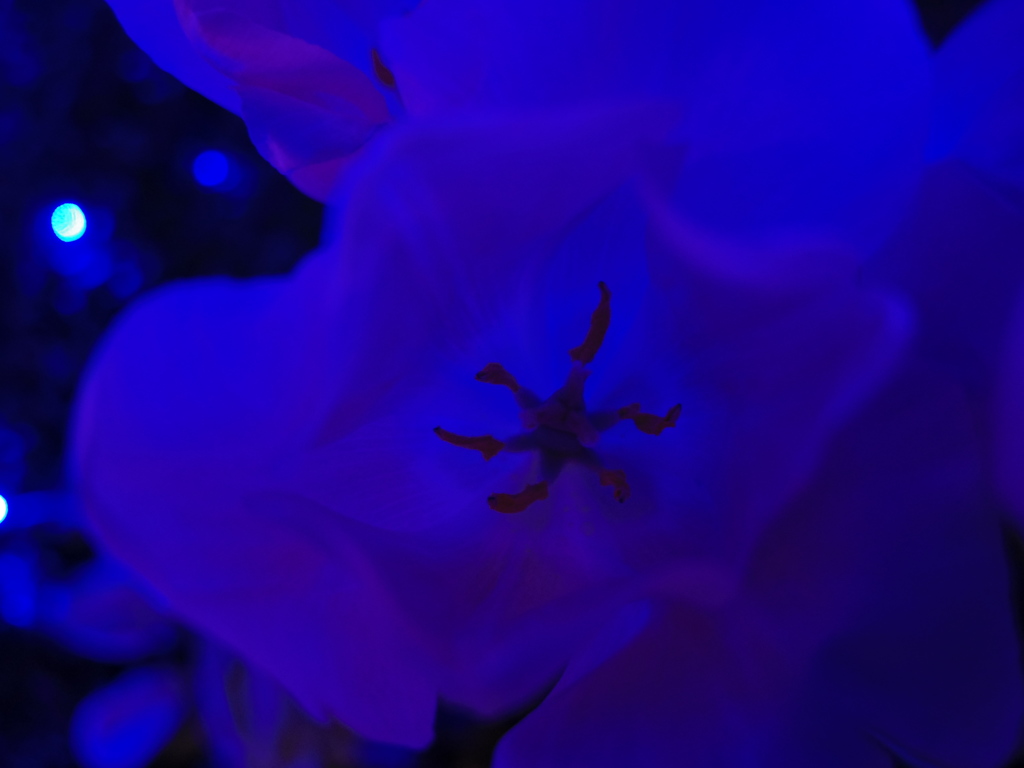 夜の香り 3