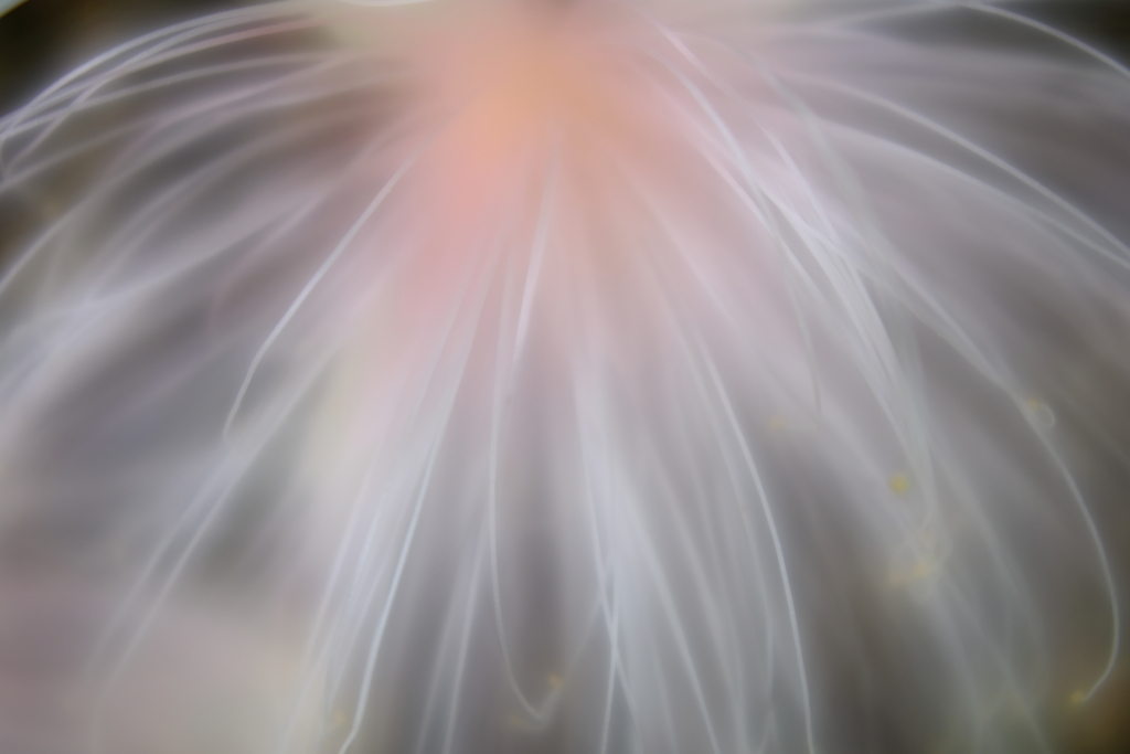 【ご参考】一夜の華（撮って出しjpeg）