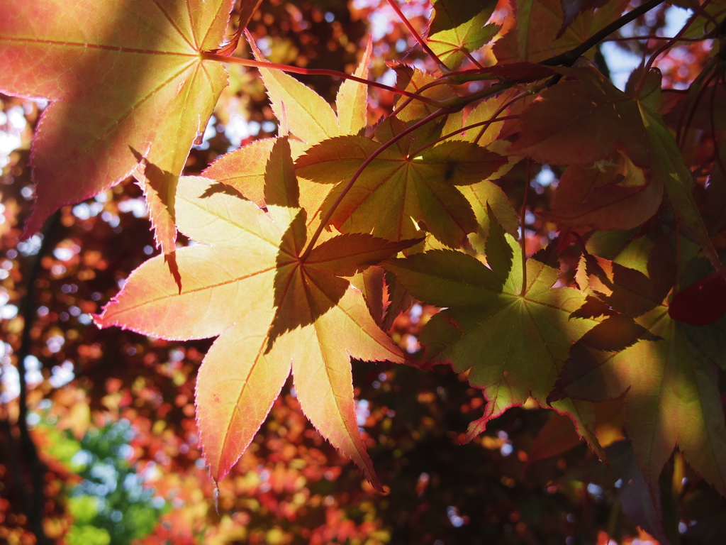 初夏の紅葉