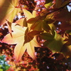 初夏の紅葉