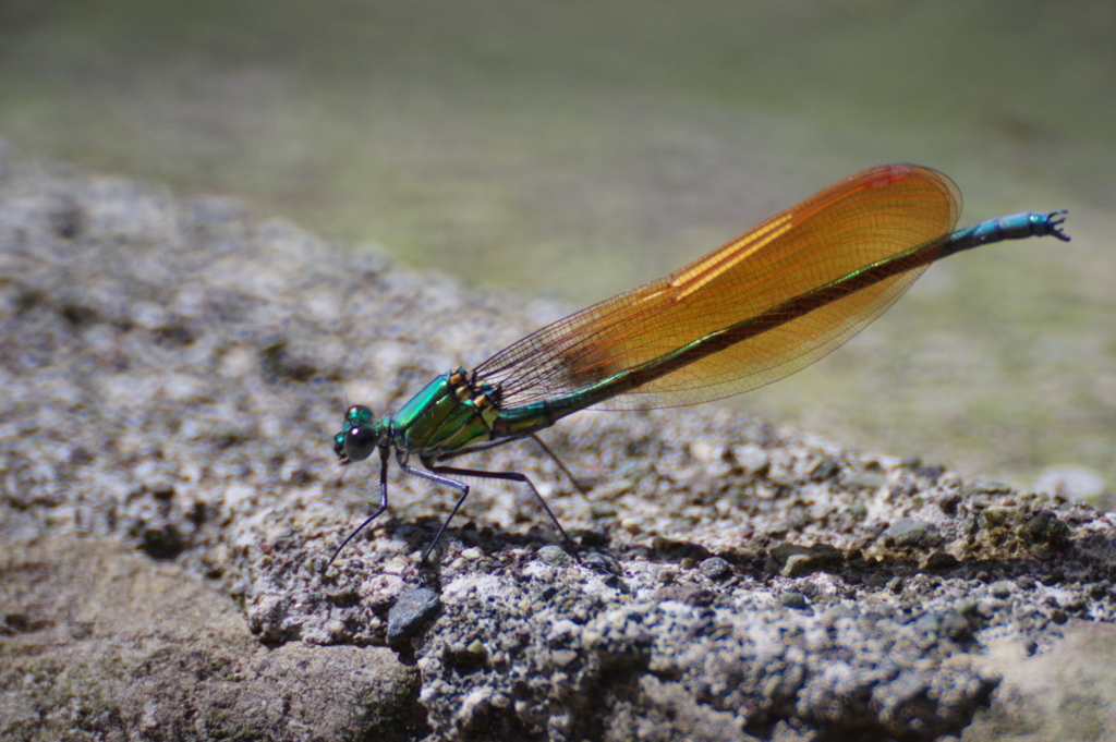 アサヒナカワトンボ♂橙色翅 伊豆個体群