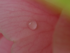 雨のなごり