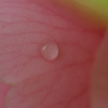 雨のなごり