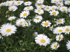 Daisy, Daisy,