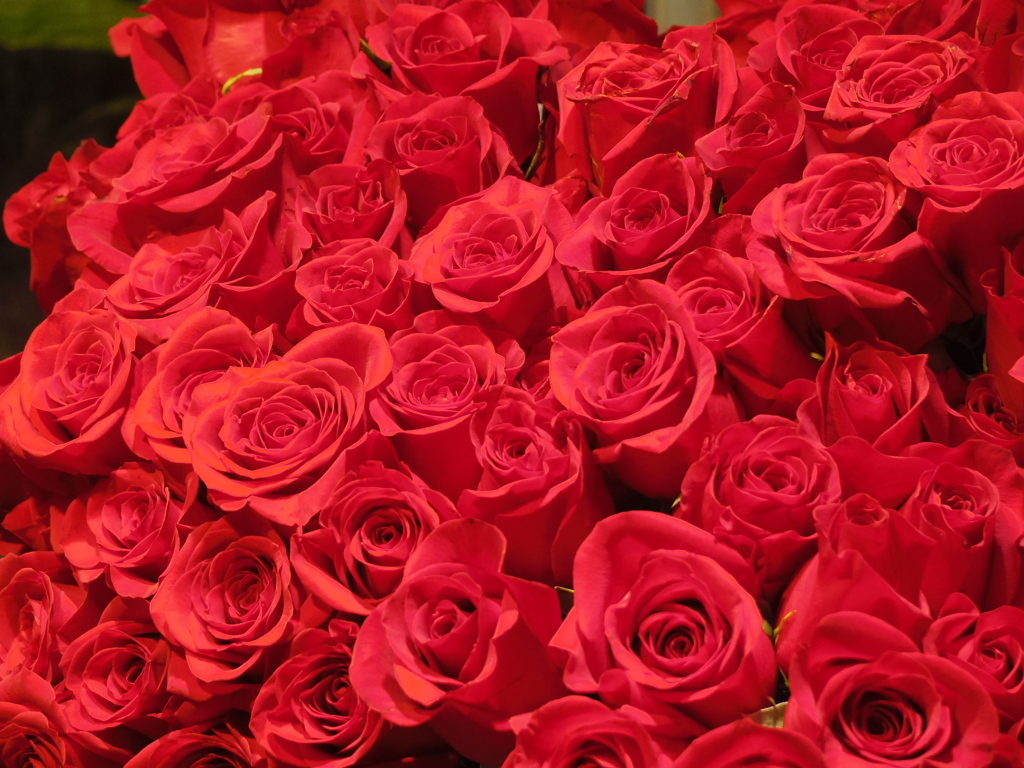 銀座にバラは良く似合う