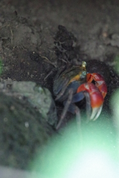 アカテガニ