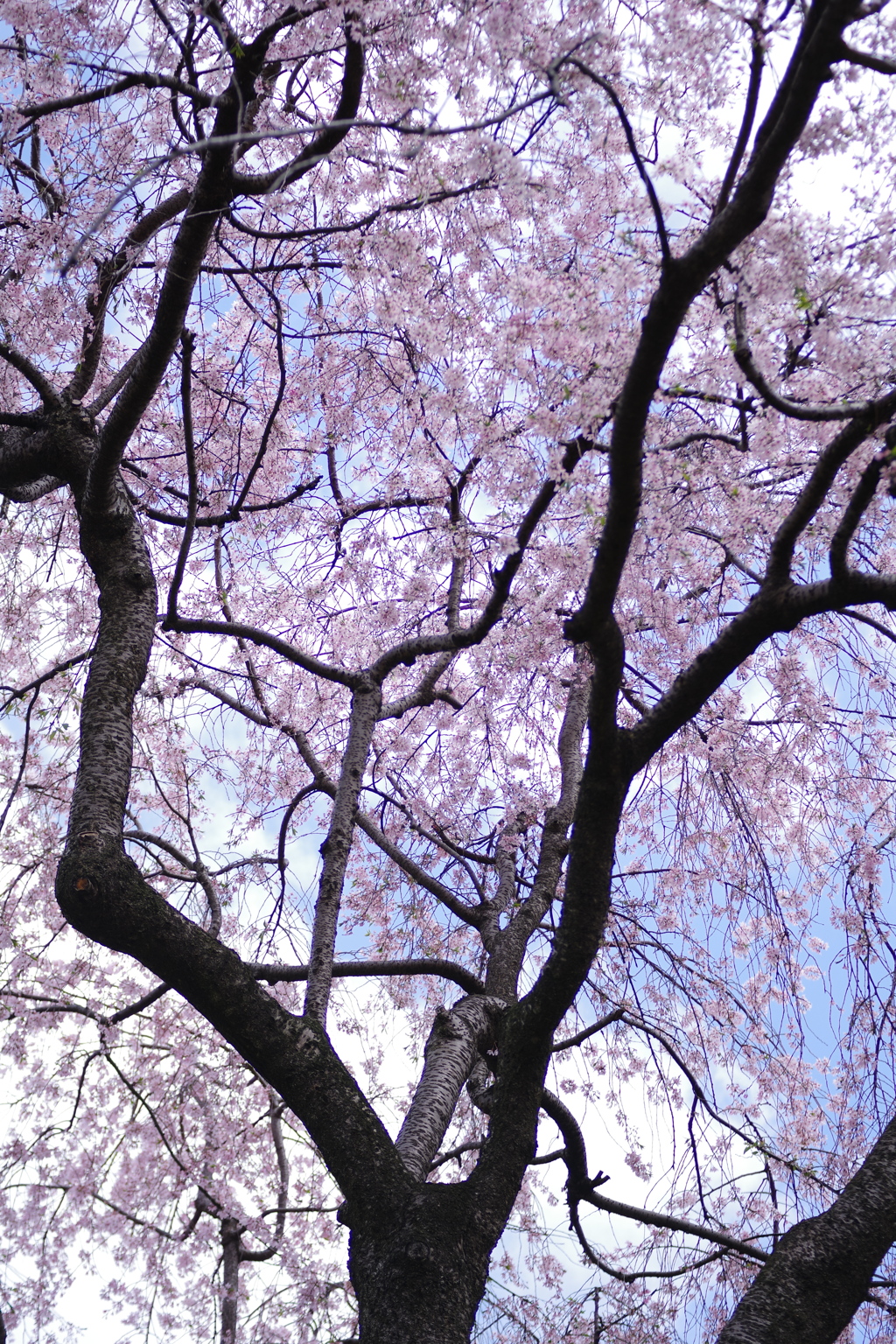 【蔵出し】円照寺の桜