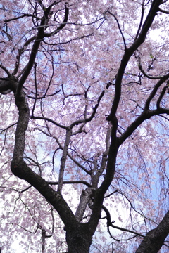 【蔵出し】円照寺の桜
