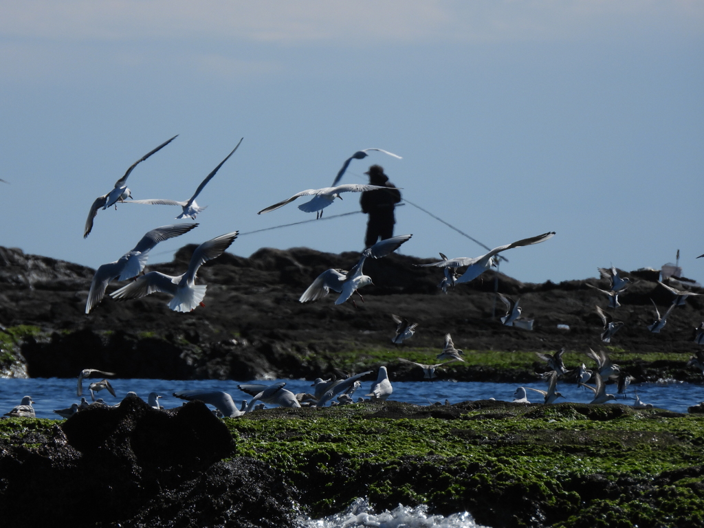 鳥が帰ってきた