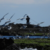 鳥が帰ってきた
