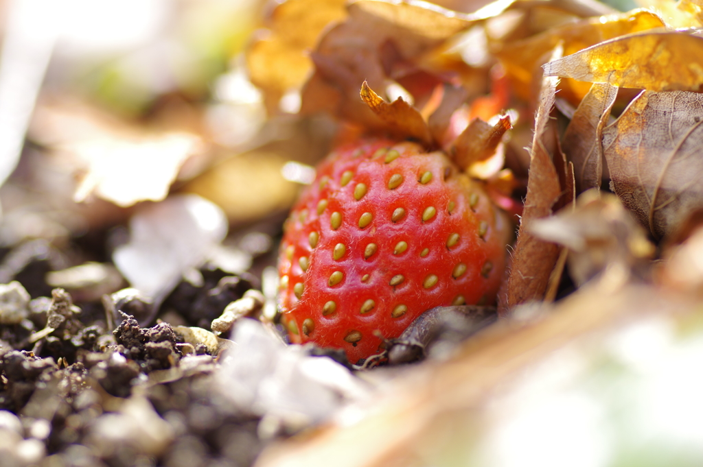 近所のいちご