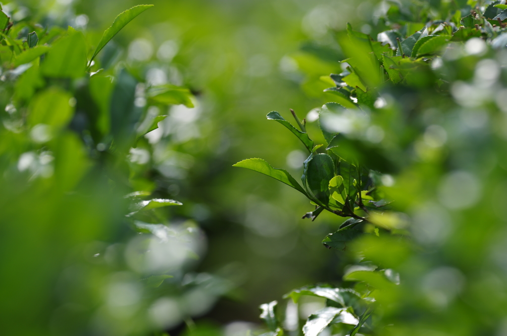 夏も近づくお茶畑