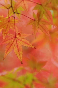 紅葉1 紅葉1