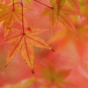紅葉1