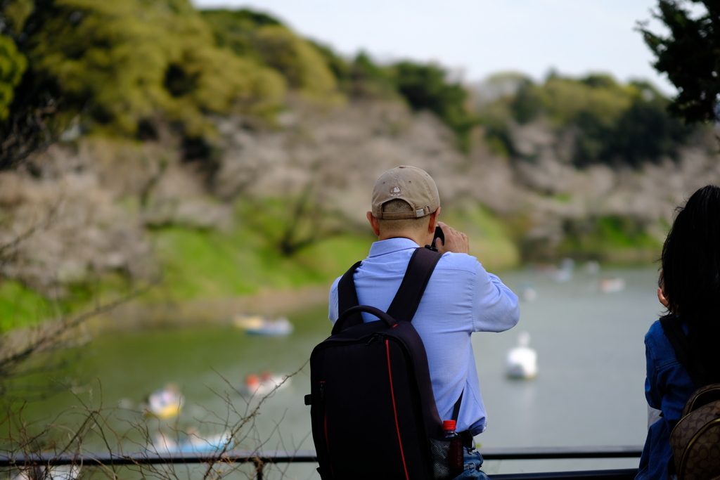 千鳥ヶ淵 定点 2025 2