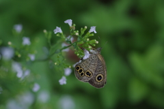 ヒメウラナミジャノメ