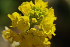 菜の花