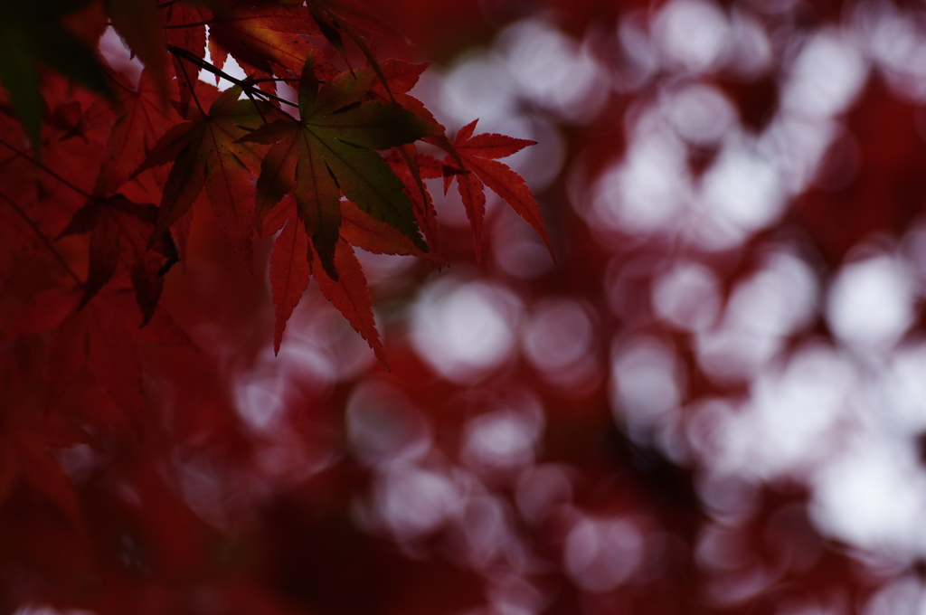 紅葉2