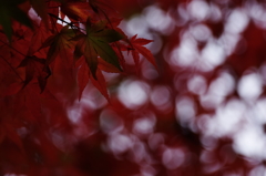 紅葉2 紅葉2