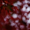 紅葉2