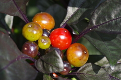 この実なんの実きれいな実