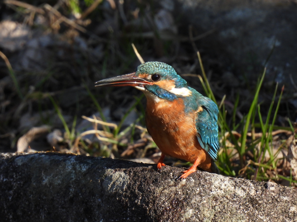 ちょっと嬉しそう