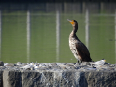 今年も来てくれました