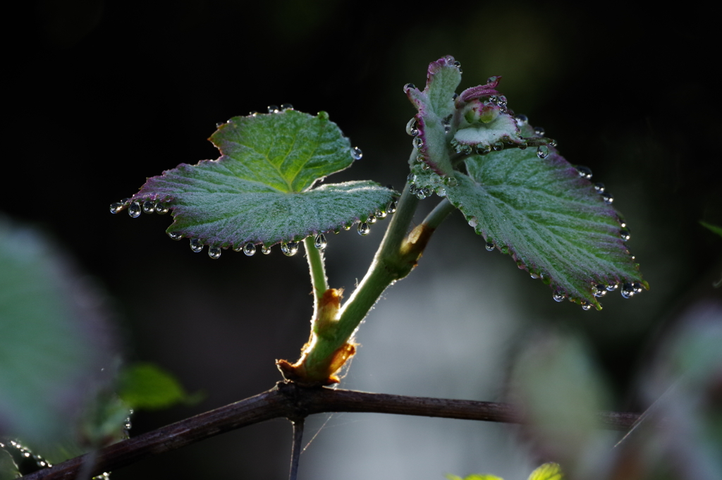 早起きは三文の得