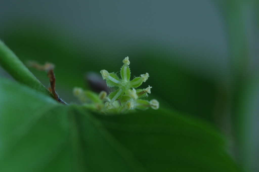 ムクノキの花（雄花）