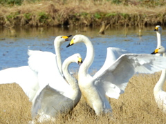 鳴き交わし