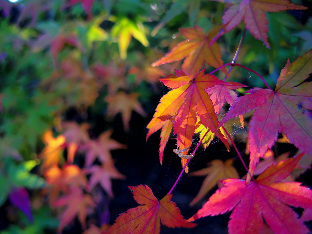 紅葉はそろそろ見頃