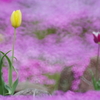 芝桜のお庭