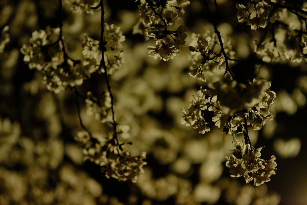 夜桜
