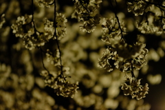 夜桜