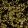 夜桜
