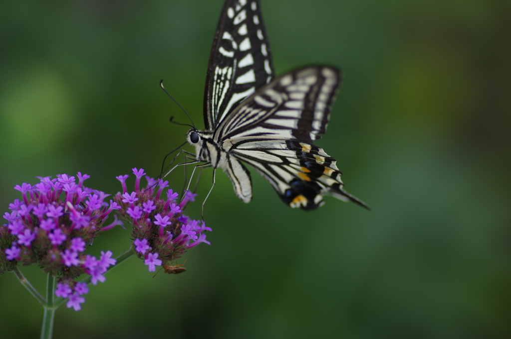 アゲハとカメムシ