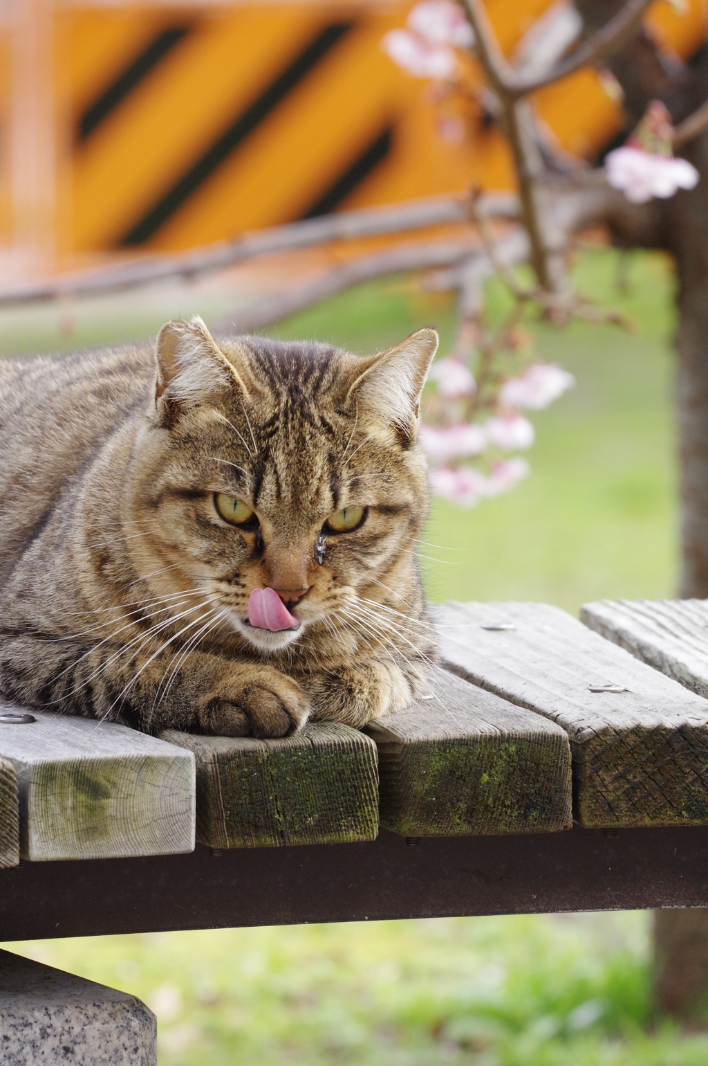 清水散策5 さくらねこ