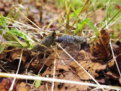 ツクツクボウシかな