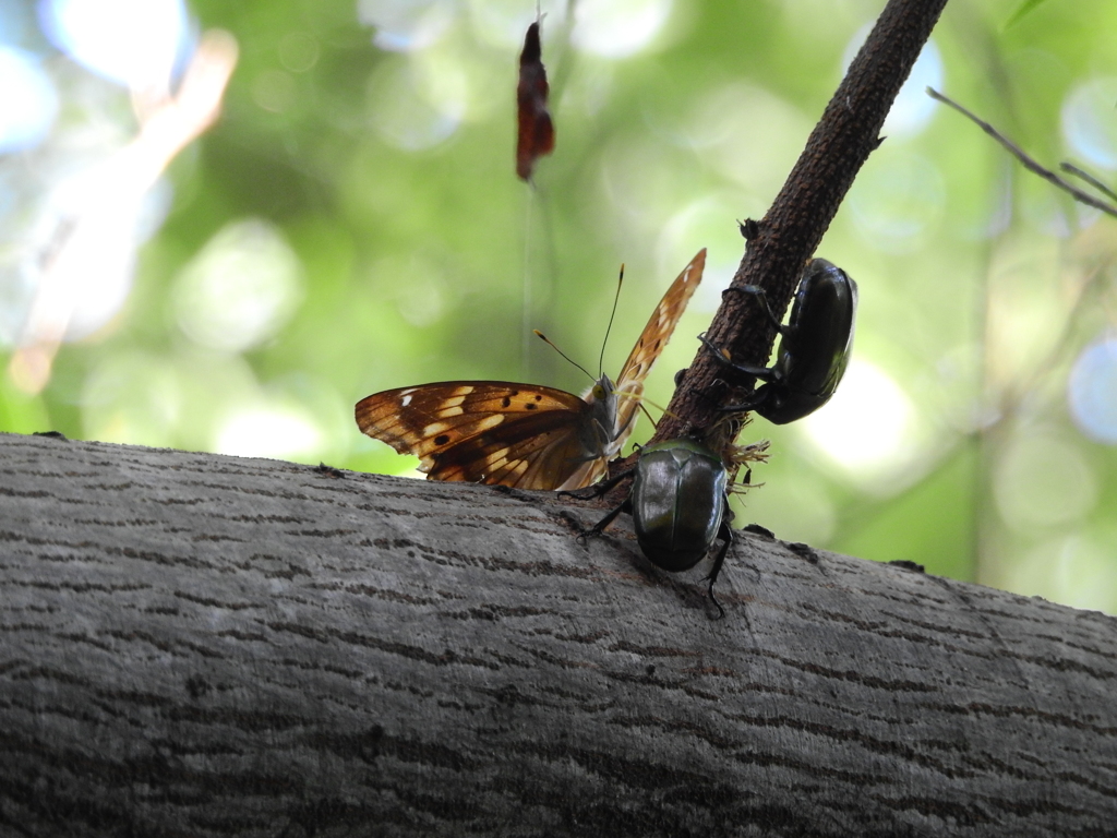 コムラサキ@東京都