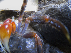 クラブハウスだぁ!!