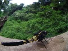 だるまさんがころんだ7