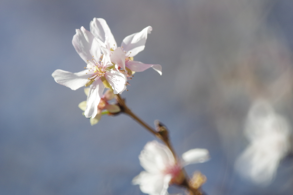 近所の花 その２