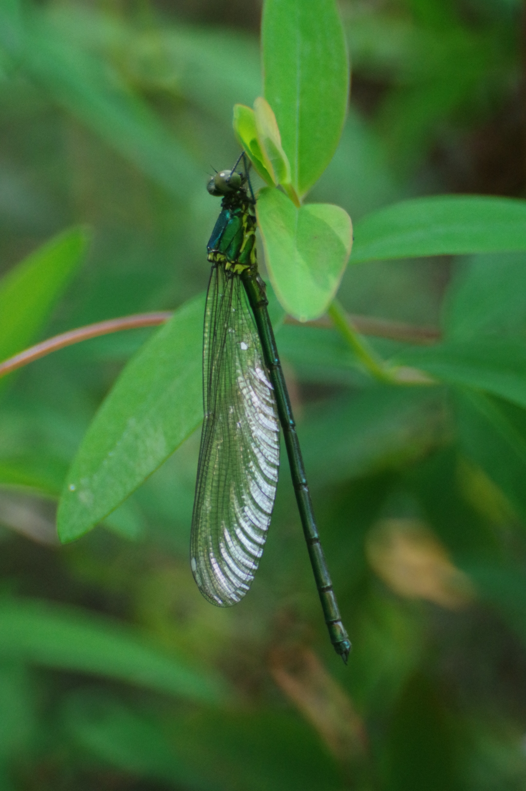 アサヒナカワトンボ♂無色翅 伊豆個体群