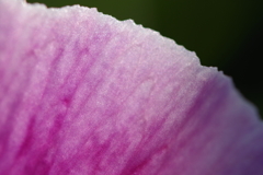 新年は新レンズで2