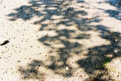 カニの干潟