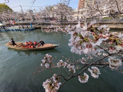 花見日和