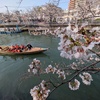 花見日和